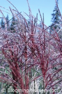 Miscanthus sinensis 'Arabesque'